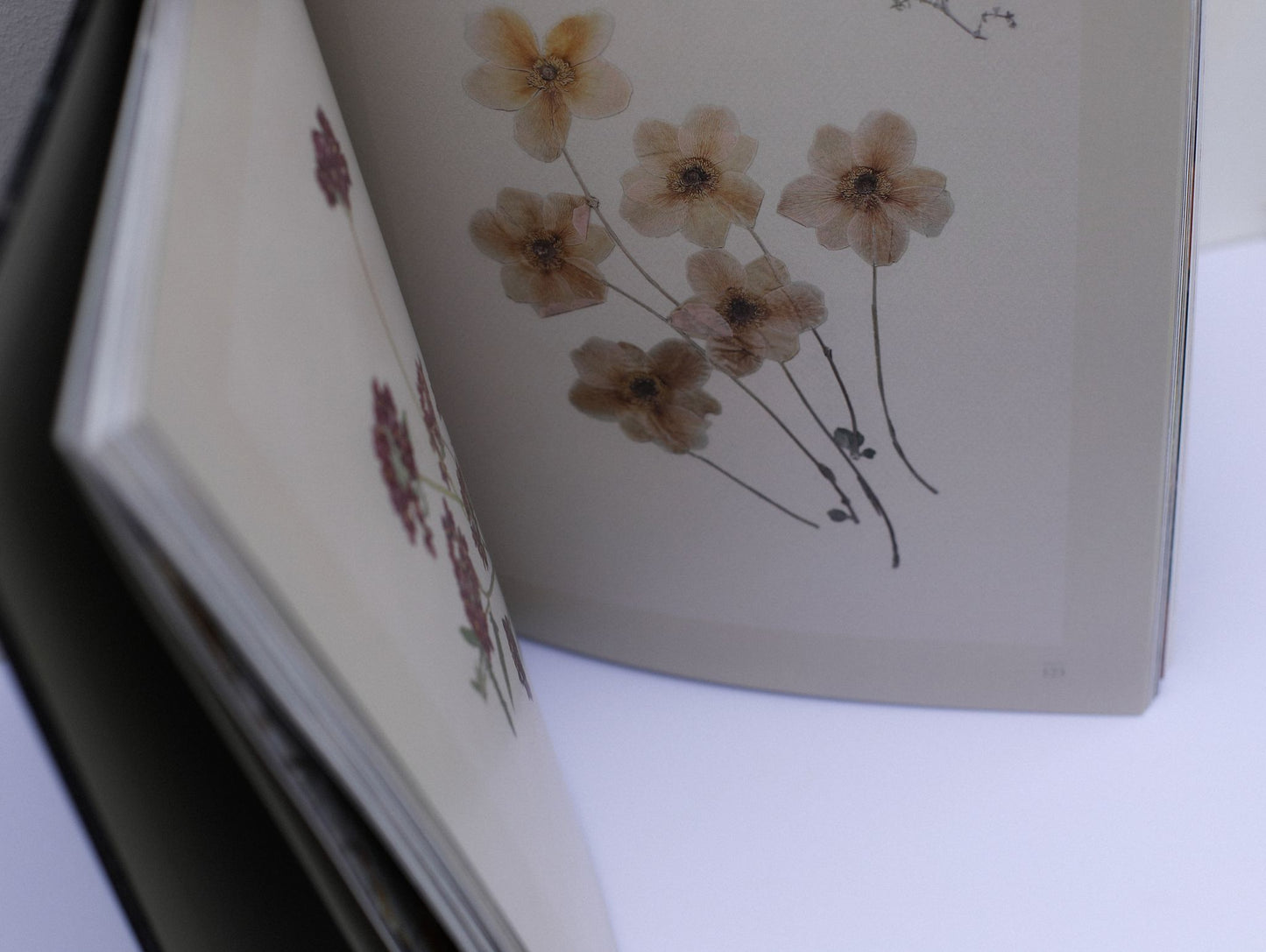 ბაღში როგორც სცენაზე