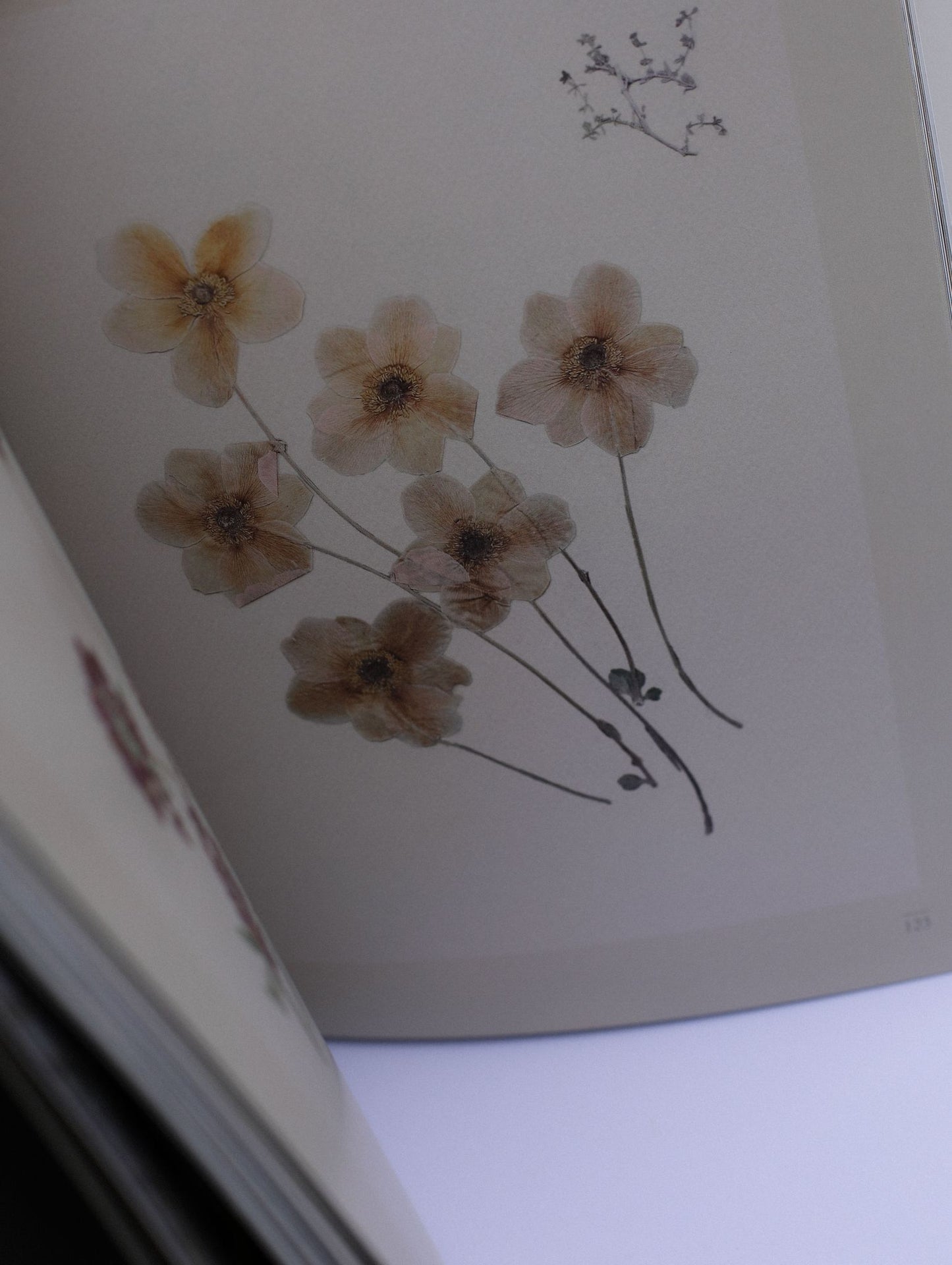 ბაღში როგორც სცენაზე